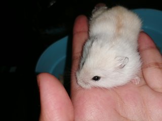 Echo - Roborovsky's Hamster Hamster