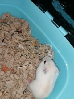 Echo - Roborovsky's Hamster Hamster