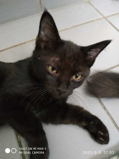 Onyx - Domestic Short Hair Cat