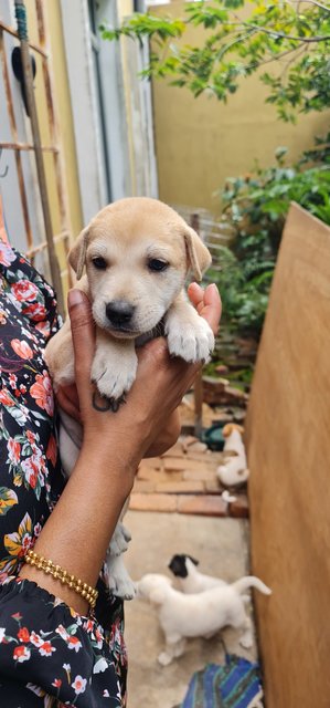 Rescued Pups - Mixed Breed Dog