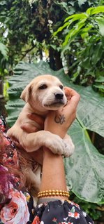 Rescued Pups - Mixed Breed Dog