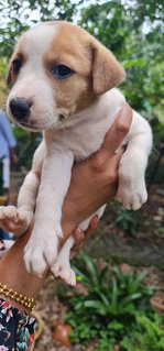 Rescued Pups - Mixed Breed Dog