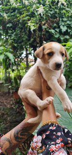 Rescued Pups - Mixed Breed Dog