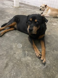 Zeus  - Rottweiler Dog