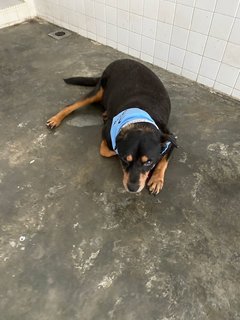 Zeus  - Rottweiler Dog