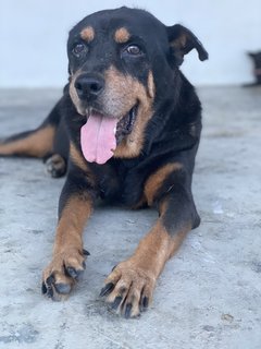 Zeus  - Rottweiler Dog