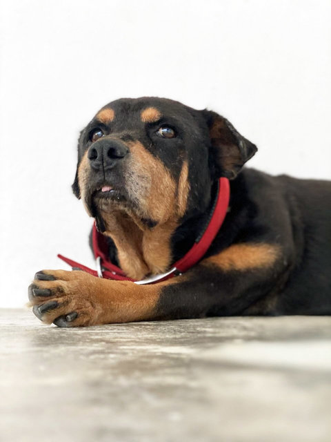 Zeus  - Rottweiler Dog