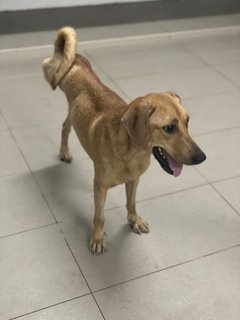 Moana  - Mixed Breed Dog