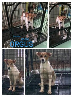 Orgus - Mixed Breed Dog