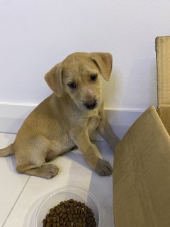 Butter - Mixed Breed Dog