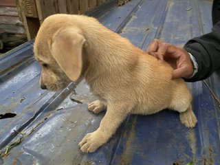 Butter - Mixed Breed Dog