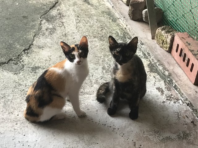 Yam And Cookies&amp;cream - Domestic Short Hair + Calico Cat