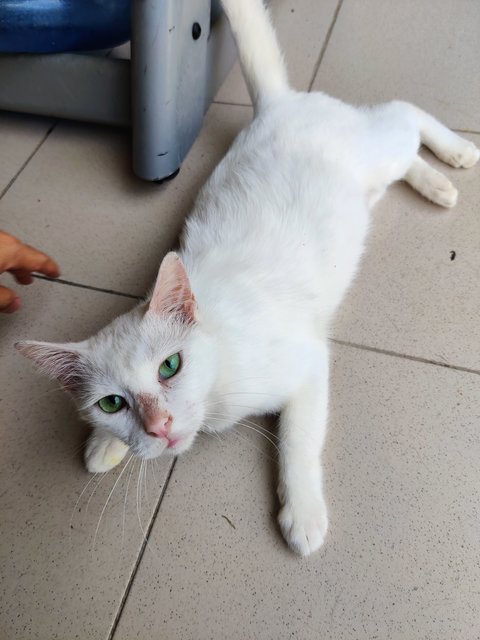 Puteh - Domestic Medium Hair Cat