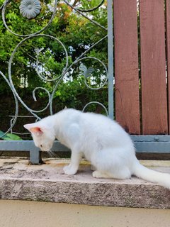 Puteh - Domestic Medium Hair Cat