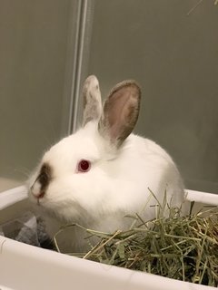 Coco - Lionhead + Bunny Rabbit Rabbit