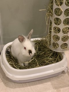 Coco - Lionhead + Bunny Rabbit Rabbit