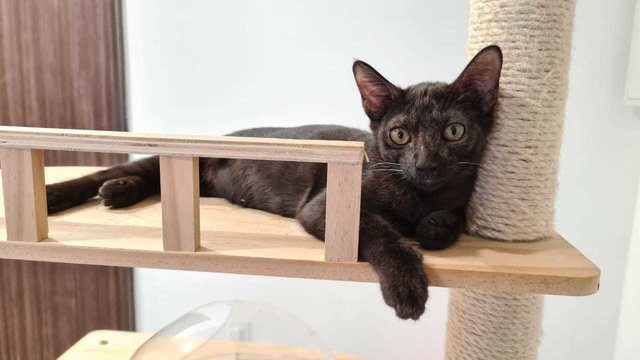 Elvira - Domestic Short Hair Cat