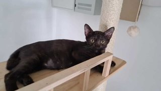 Elvira - Domestic Short Hair Cat