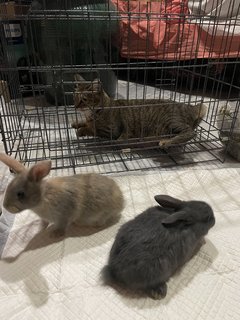 PF113819 - American Rabbit