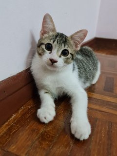 Boy - Domestic Short Hair Cat