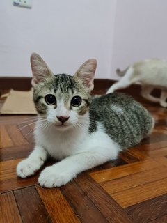 Boy - Domestic Short Hair Cat