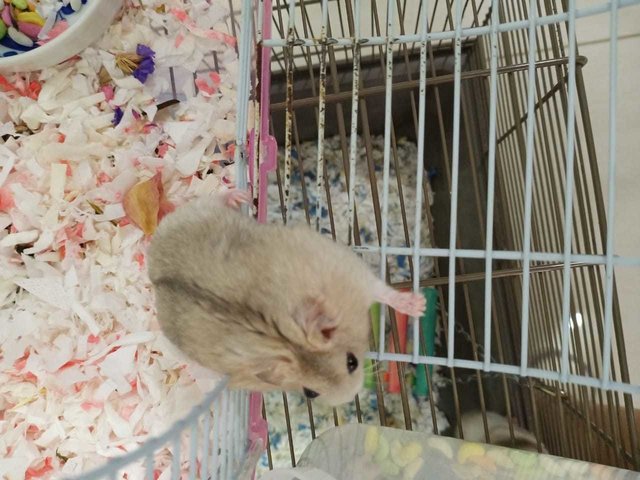 Chucky And Charlie - Short Dwarf Hamster Hamster