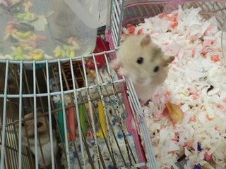 Chucky And Charlie - Short Dwarf Hamster Hamster