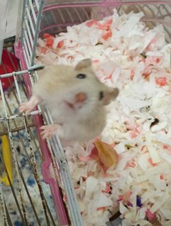 Chucky And Charlie - Short Dwarf Hamster Hamster