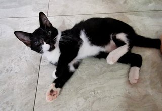 Romeo(Male)  - Domestic Short Hair Cat