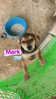 Honey &amp; Mark &amp; Phoebe - Mixed Breed Dog