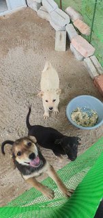 Honey &amp; Mark &amp; Phoebe - Mixed Breed Dog