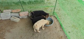 Honey &amp; Mark &amp; Phoebe - Mixed Breed Dog