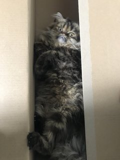 Toshi  - Persian Cat