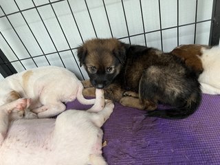 6 Puppies + Mom Available For Adoption - Mixed Breed Dog