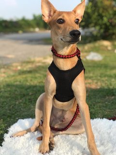 Aden - Mixed Breed Dog