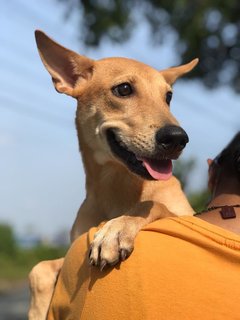 Maple - Mixed Breed Dog