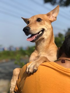 Maple - Mixed Breed Dog