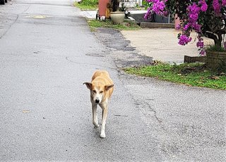 Dog Du - Mixed Breed Dog