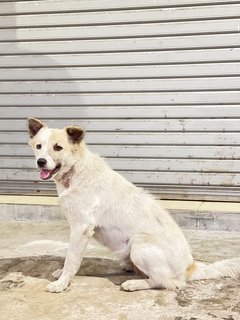 Strawberry - Mixed Breed Dog