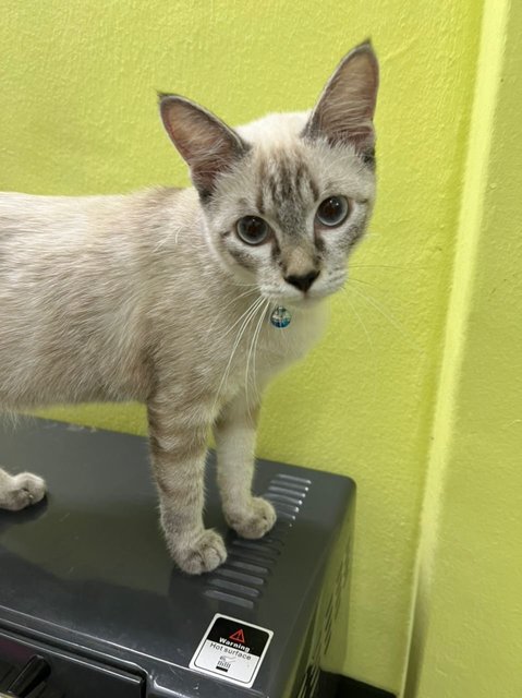 Mei Mei - Siamese Cat