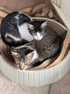 Mochi&amp;oreo - Domestic Short Hair + Domestic Medium Hair Cat