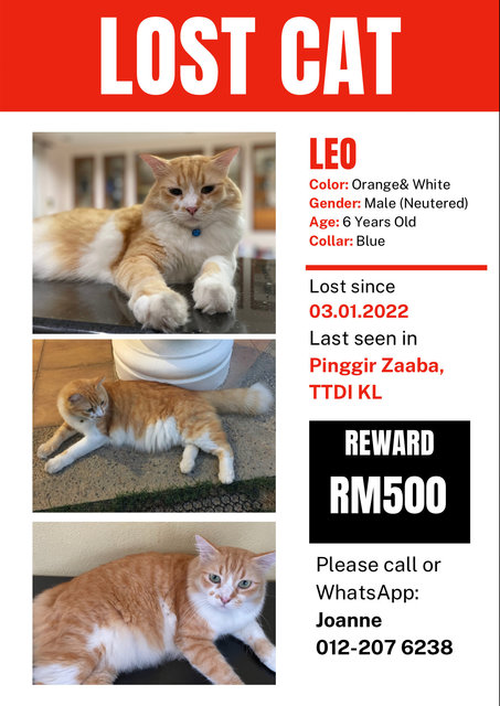 Leo - Domestic Long Hair + Tabby Cat