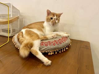 Danny  - Domestic Medium Hair Cat