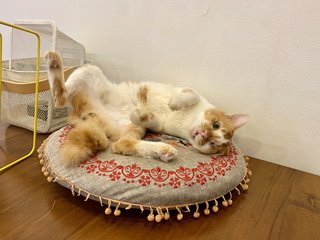 Danny  - Domestic Medium Hair Cat