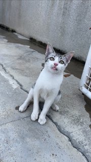 Grey-white Eyeliners Tabby 🐰 - Domestic Short Hair + Tabby Cat