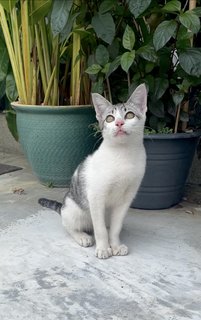 Grey-white Eyeliners Tabby 🐰 - Domestic Short Hair + Tabby Cat