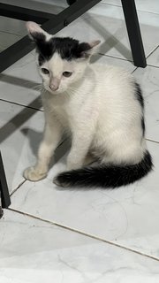 No Name Yet - Domestic Short Hair Cat