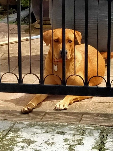 Brown - Mixed Breed Dog