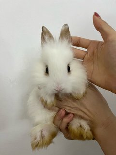 Bunnies - Dwarf + Lionhead Rabbit