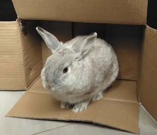 Timmy likes cardboard.